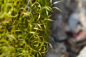 Green Moss